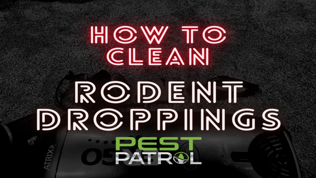 How to clean up rodent droppings resized