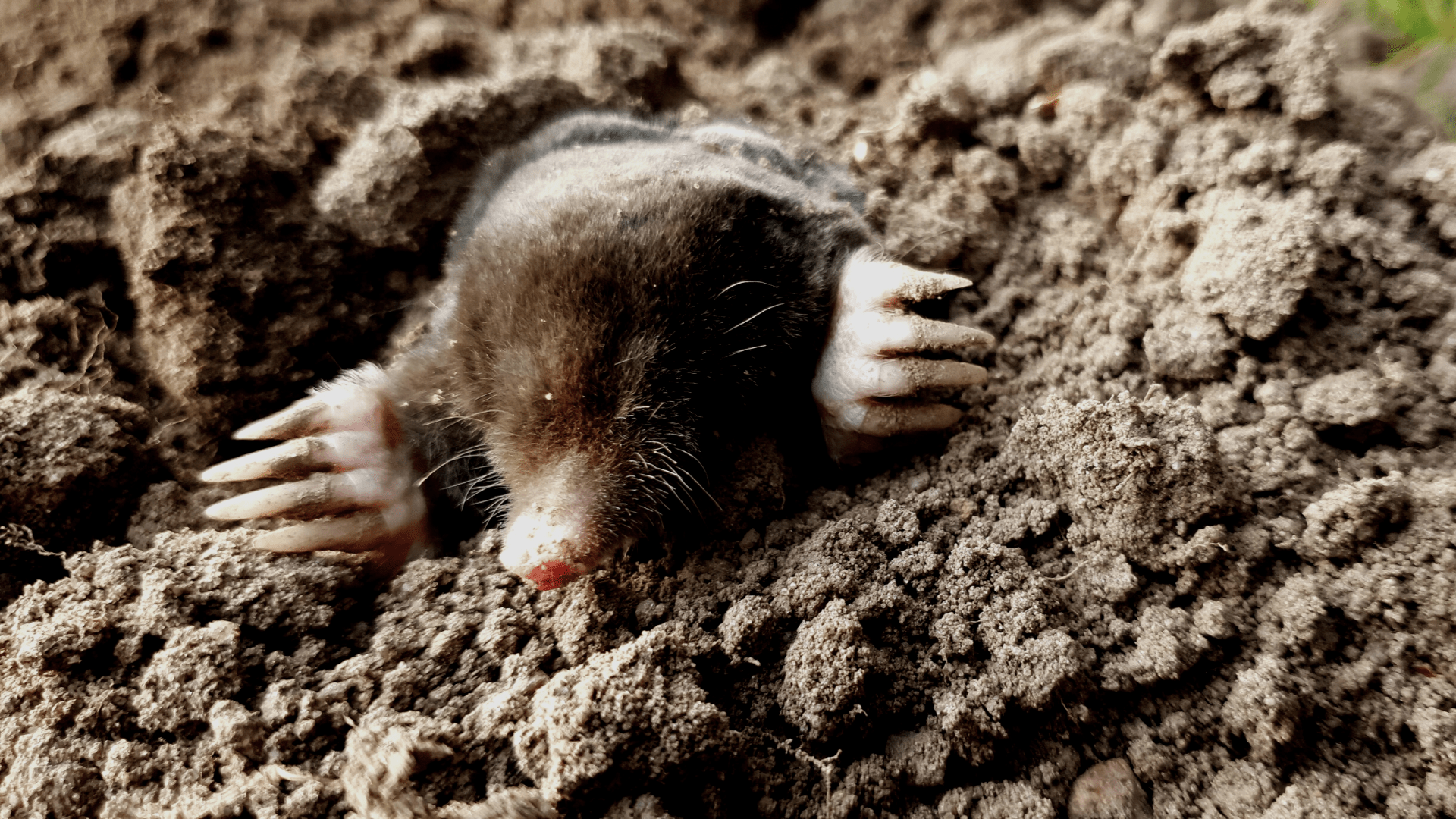 rodent img rodent img