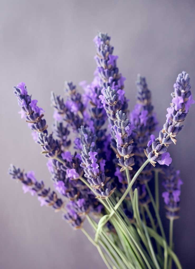 lavender