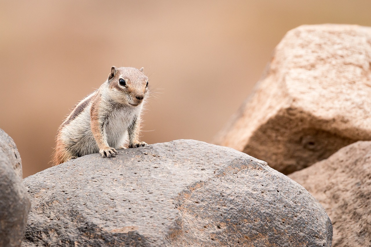 chipmunk, animal, rocks-5675631.jpg