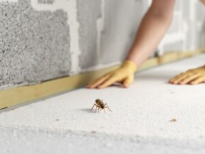 Bug crawling on floor