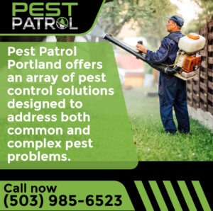 pest-control-solutions