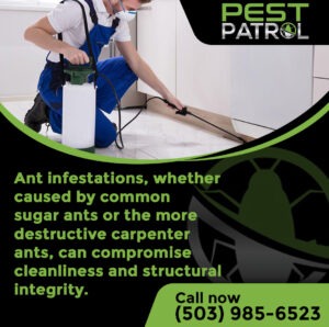 ant-infestation