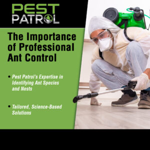 professional ant control