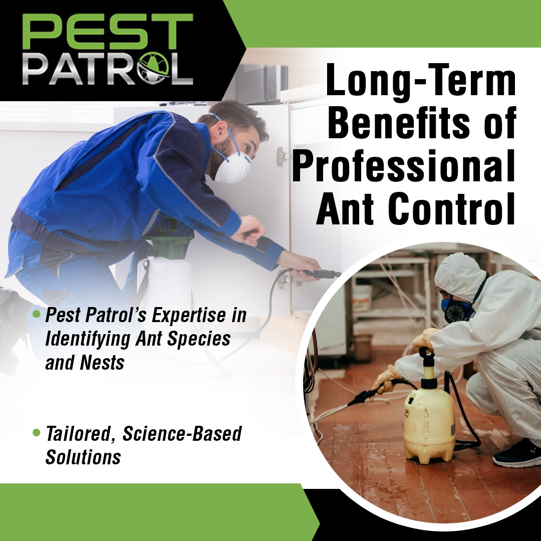 DIY vs. Professional Ant Control in Portland, OR: Why Pest Patrol’s Ant ...