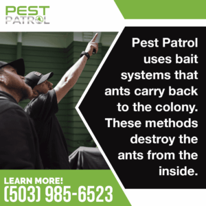 Two pest control technicians wearing black hats and shirts look upwards and point at something unseen.