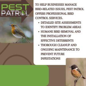Pest Patrol logo next to an image of a robin and another small bird, with text listing professional bird control services for businesses, including site assessments, humane bird removal, and ongoing maintenance.