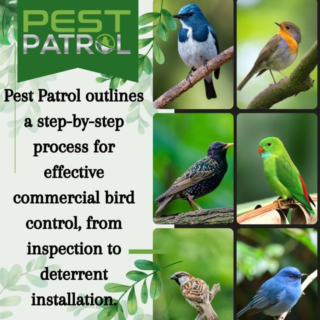 A graphic showing the Pest Patrol logo and a collage of various bird species, with text outlining a step-by-step process for effective commercial bird control, from inspection to deterrent installation.
