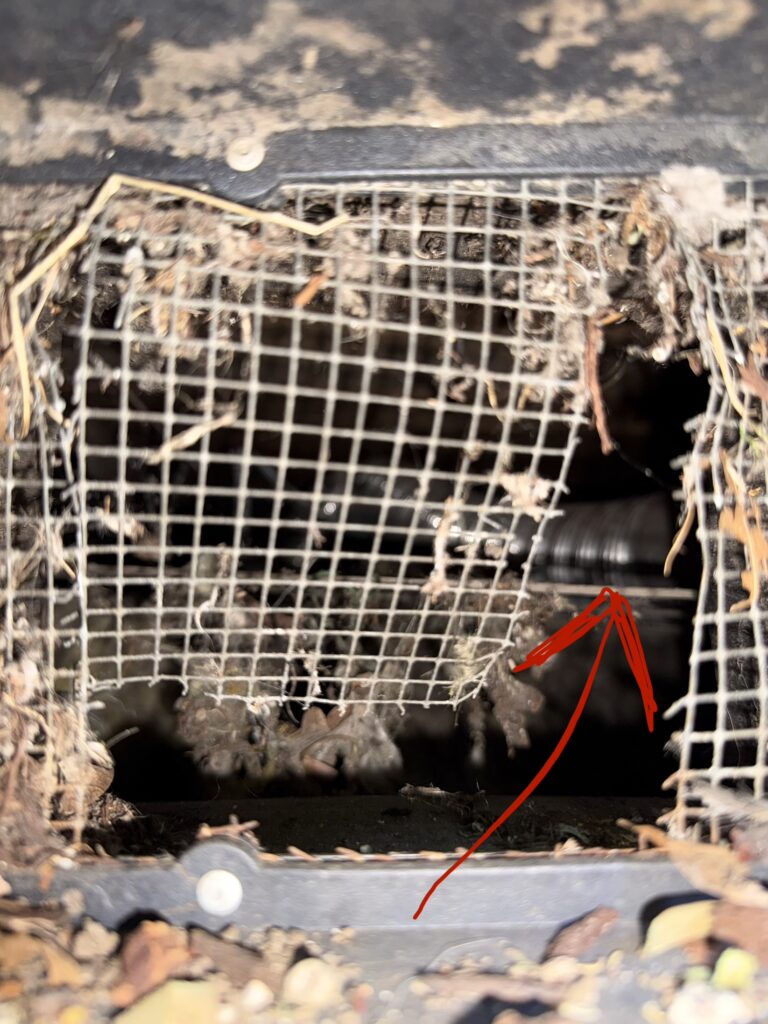 rodent entry points