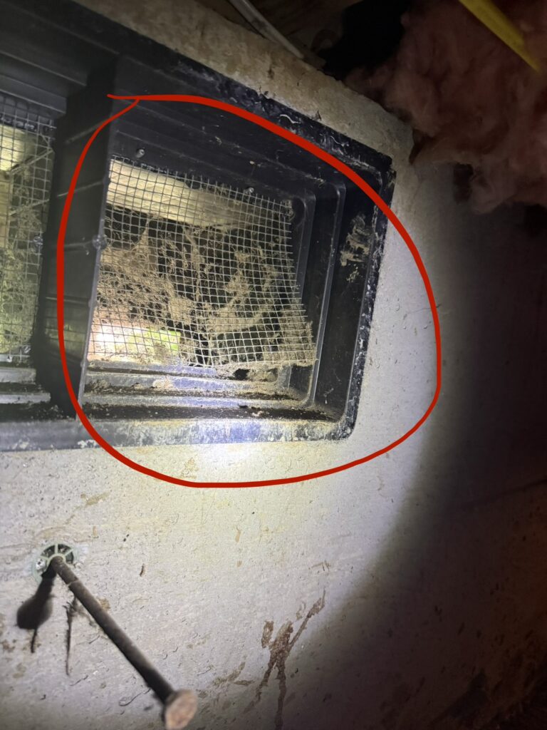 rodent entry point