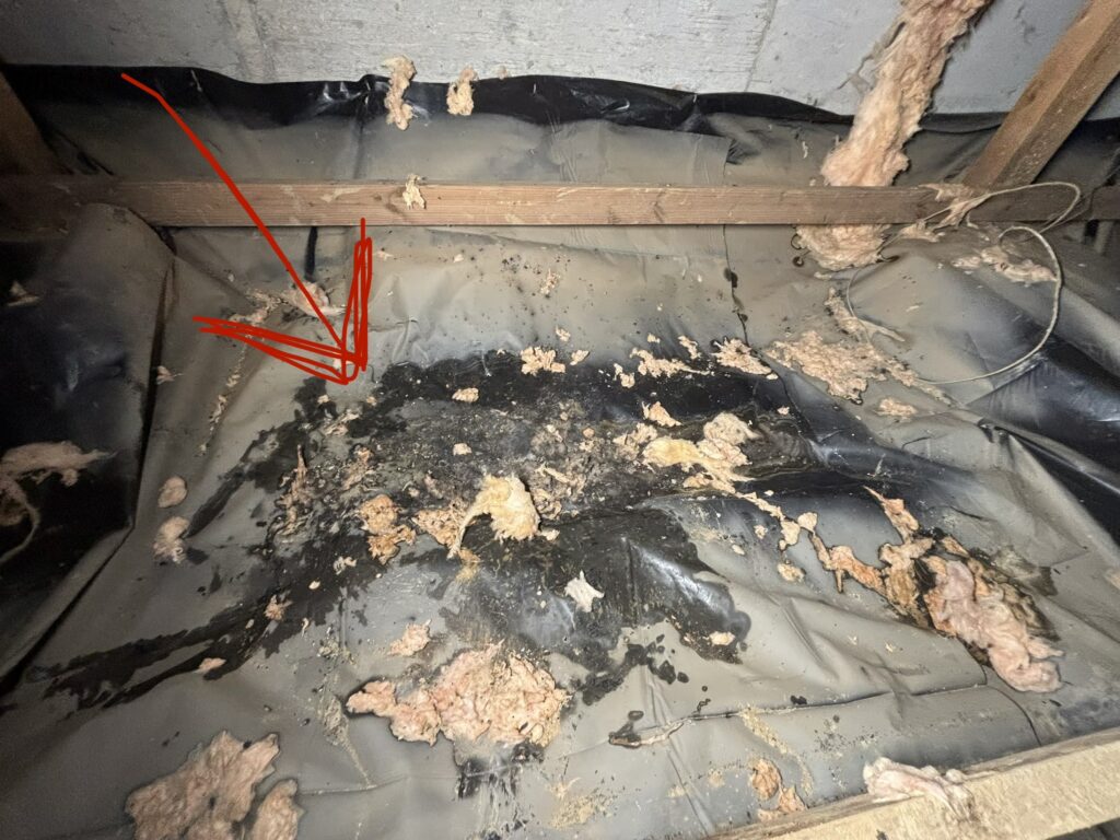 crawlspace sanitation portland